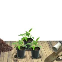 PLANTES AVENUE - Laurier-sauce/[-]pot de 4l - 20/40 cm