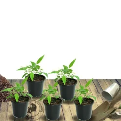 PLANTES AVENUE - Laurier-sauce/[-]pot de 4l - 20/40 cm