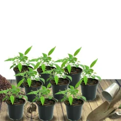 PLANTES AVENUE - Laurier-sauce/[-]pot de 4l - 20/40 cm