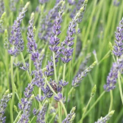 PLANTES AVENUE - Lavande dutch lavander/[-]pot de 3l - 20/40 cm