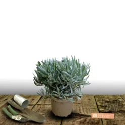 PLANTES AVENUE - Lavande dutch lavander/[-]pot de 3l - 20/40 cm