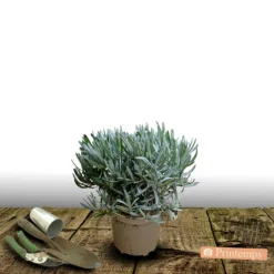 PLANTES AVENUE - Lavande dutch lavander/[-]pot de 3l - 20/40 cm