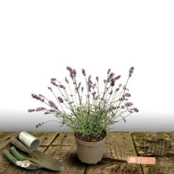 PLANTES AVENUE - Lavande dutch lavander/[-]pot de 2,5l - 20/30 cm