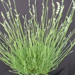 PLANTES AVENUE - Lavande edelweiss/[-]pot de 3l - 20/40 cm