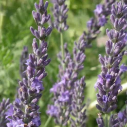 PLANTES AVENUE - Lavandin grosso/[-]pot de 3l - 20/40 cm