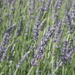 PLANTES AVENUE - Lavandin grosso/[-]pot de 3l - 20/40 cm