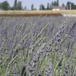 PLANTES AVENUE - Lavandin grosso/[-]pot de 3l - 20/40 cm
