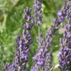 PLANTES AVENUE - Lavandin grosso/[-]pot de 3l - 20/40 cm