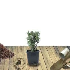 PLANTES AVENUE - Lavandin grosso/[-]pot de 3l - 20/40 cm