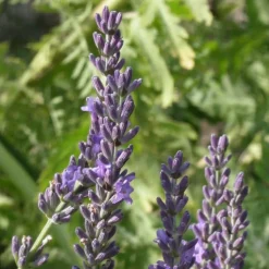 PLANTES AVENUE - Lavandin grosso/[-]pot de 2,5l - 20/30 cm