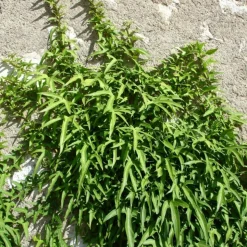 PLANTES AVENUE - Lierre à patte d'oie sagittifolia/[-]pot de 1,5l - tuteur bambou 30/60 cm