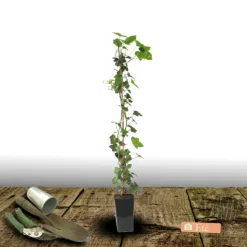 PLANTES AVENUE - Lierre des bois ivalace/[-]pot de 2l - tuteur bambou 60/90 cm