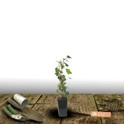 PLANTES AVENUE - Lierre des bois ivalace/[-]pot de 1,5l - tuteur bambou 30/60 cm
