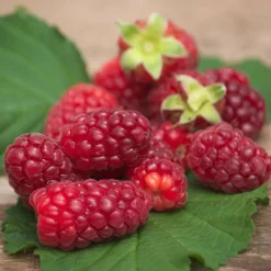 PLANTES AVENUE - Mûre-framboise/[-]pot de 1,5l - tuteur bambou 30/60 cm