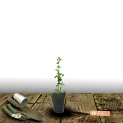 PLANTES AVENUE - Mûre-framboise/[-]pot de 1,5l - tuteur bambou 30/60 cm