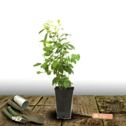 PLANTES AVENUE - Myrtille ozarkblue/[-]pot de 3l - 30/60 cm