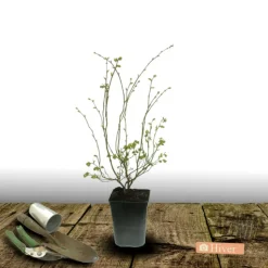 PLANTES AVENUE - Myrtille ozarkblue/[-]pot de 3l - 30/60 cm