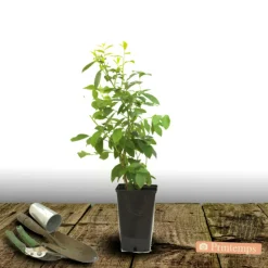 PLANTES AVENUE - Myrtille ozarkblue/[-]pot de 3l - 30/60 cm