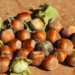 PLANTES AVENUE - Noisetier commun/[-]pot de 4l - 30/60 cm