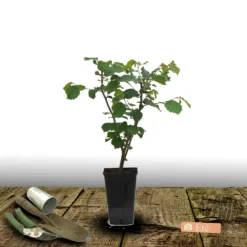PLANTES AVENUE - Noisetier commun/[-]pot de 4l - 30/60 cm