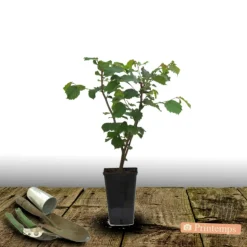 PLANTES AVENUE - Noisetier commun/[-]pot de 4l - 30/60 cm