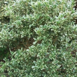 PLANTES AVENUE - Osmanthe variegatus/[-]pot de 3l - 20/40 cm