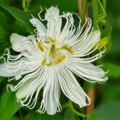 PLANTES AVENUE - Passiflore à fruits cooltropics® snowstar®/[-]godet - 5/20 cm