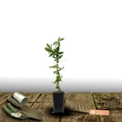 PLANTES AVENUE - Passiflore à fruits flavicarpa/[-]godet - 5/20 cm