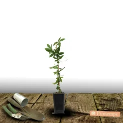 PLANTES AVENUE - Passiflore à fruits cooltropics® snowstar®/[-]pot de 1,5l _ tuteur bambou 30/60 cm