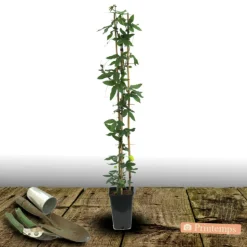 PLANTES AVENUE - Passiflore constance elliot/[-]pot de 3l - echelle bambou 60/120 cm