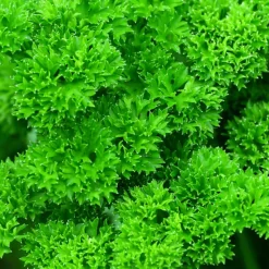 PLANTES AVENUE - Persil frisé frisado - prêt à consommer/[-]pot de 1,5l - 10/20 cm