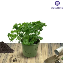 PLANTES AVENUE - Persil frisé frisado - prêt à consommer/[-]pot de 1,5l - 10/20 cm