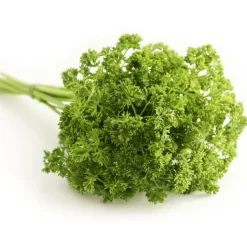 PLANTES AVENUE - Persil frisé afrodite - prêt à consommer/[-]pot de 1,5l - 10/20 cm