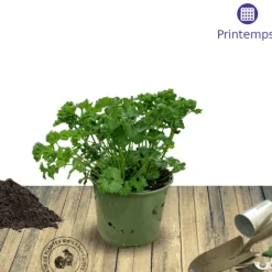 PLANTES AVENUE - Persil frisé afrodite - prêt à consommer/[-]pot de 1,5l - 10/20 cm