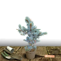 PLANTES AVENUE - Épicéa bleu pungens glauca globosa/[-]pot de 3l - 20/40 cm