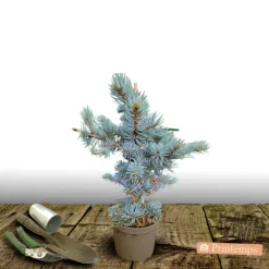 PLANTES AVENUE - Épicéa bleu pungens glauca globosa/[-]pot de 3l - 20/40 cm