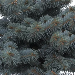 PLANTES AVENUE - Épicéa bleu pungens glauca globosa/[-]pot de 5l - 40/60 cm