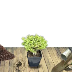 PLANTES AVENUE - Épicéa de serbie omorika nana/[-]pot de 3l - 20/40 cm