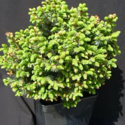 PLANTES AVENUE - Épicéa de serbie omorika nana/[-]pot de 5l - 40/60 cm