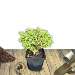 PLANTES AVENUE - Épicéa de serbie omorika nana/[-]pot de 5l - 40/60 cm