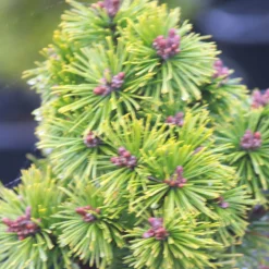 PLANTES AVENUE - Pin de montagne mops/[-]pot de 3l - 20/40 cm