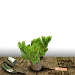 PLANTES AVENUE - Pin de montagne mops/[-]pot de 3l - 20/40 cm