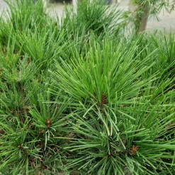 PLANTES AVENUE - Pin rouge du japon alice verkade/[-]pot de 5l - 40/60 cm