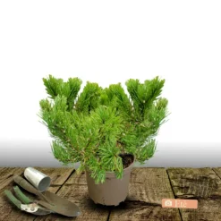 PLANTES AVENUE - Pin sylvestre nian globosa viridis/[-]pot de 5l - 40/60 cm