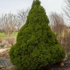 PLANTES AVENUE - Épinette blanche conica/[-]pot de 5l - 40/60 cm