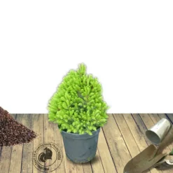 PLANTES AVENUE - Épinette blanche conica/[-]pot de 5l - 40/60 cm
