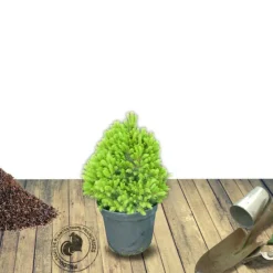PLANTES AVENUE - Épinette blanche conica/[-]pot de 3l - 20/40 cm