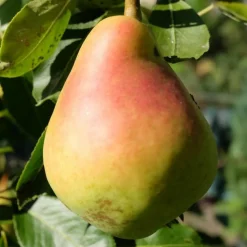 PLANTES AVENUE - Poirier nain garden gem®/[-]pot de 5.7l - 60/80 cm