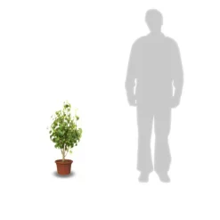 PLANTES AVENUE - Poirier nain garden gem®/[-]pot de 5.7l - 60/80 cm