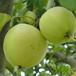 PLANTES AVENUE - Pommier golden delicious/[-]pot de 10l - gobelet 2 ans - 120/150 cm